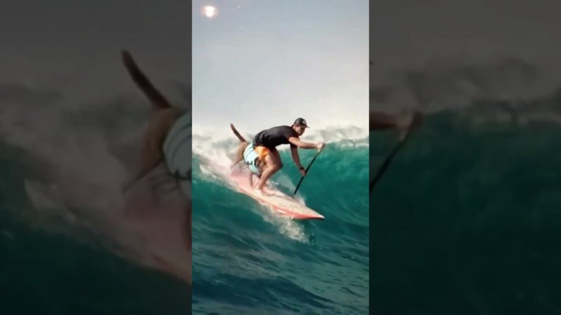 Dog surfer. Собака серфингист #travel #shortsvideo #shortsclip #nature #vlada