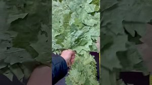 Обзор Канадский Дуб Горячий Ключ 2024