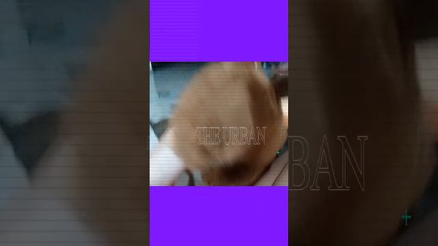 капибара маленикая стиляга