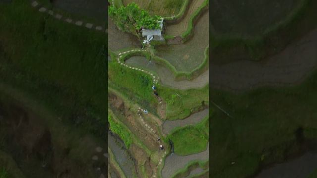 Рисовые террасы Тегаллаланг на острове Бали. Tegallalang Rice terraces in Bali  #убуд #bali #ubud