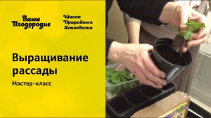 Выращивание рассады, мастер-класс