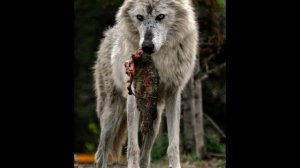 9 серия волк 🐺 и лиса 🦊