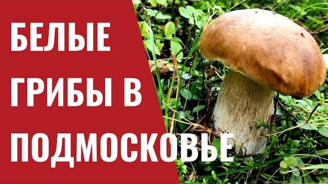 Две корзины белых грибов за пол часа. Я в шоке от увиденного! смотреть онлайн