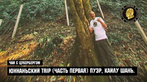 Чай с Цукербергом. "ЮННАНЬСКИ TRIP" (ЧАСТЬ ПЕРВАЯ) ПУЭР, КАЙЛУ ШАНЬ.
