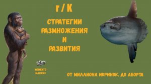 Стратегии размножения и развития. От миллиона икринок, до абортов. Помни о предках