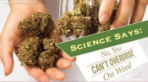 Pot Over Pills: The Effects of Cannabis vs. Prescription Drugs | MERRY JANE News