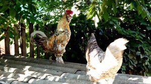 Сибирские Алтайские мохнононогие куры, sibirskaya mohnonozhka, #chickens #skyfish  Flying