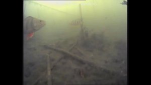 Не активный окунь.(подводная съемка)