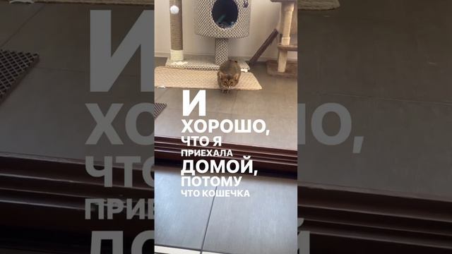 Выезд ветеринара