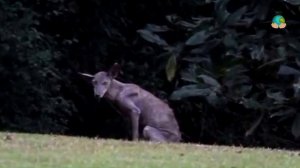 15 самых странных чудовищ, снятых на камеру. Они живут рядом с нами!