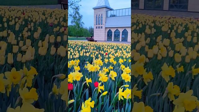 Цветы на улице Белгорода. Flowers  on Belgorod street.   #белгород #тюльпаны #belgorod #tulips
