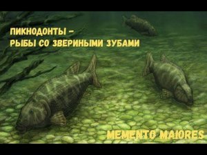 Пикнодонты - рыбы со звериными зубами. Помни о предках