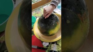 холодный арбуз КИПЯТКОМ
