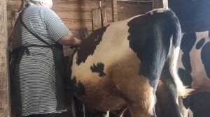 замер тёлочки и бычков. итоги месяца.