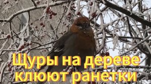 Щуры на дереве едят ранетки. Новосибирск. Птицы Новосибирской области.