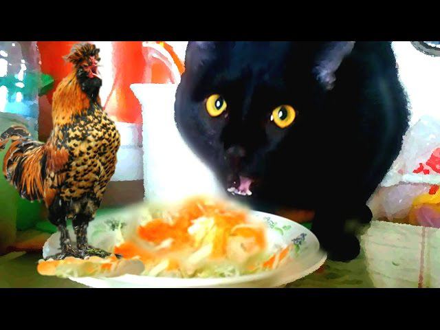 #Koshlandia, Siberian farm cats Котик Петушок Поёт и ест Капусту