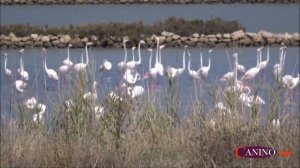 Fenicotteri rosa alle saline di Tarquinia