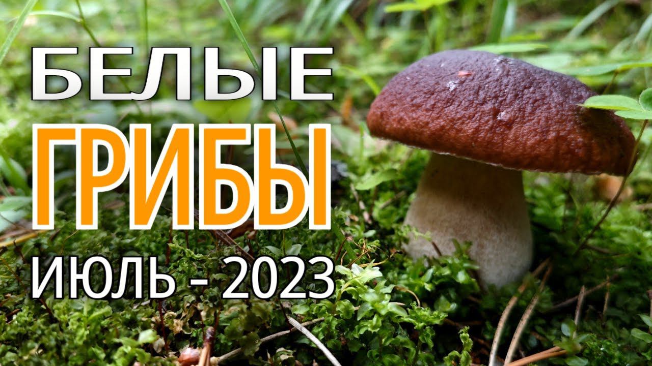 Волна БЕЛЫХ ГРИБОВ накрыла подмосковье в июле. Ты не поверишь! смотреть онлайн
