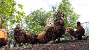 Pavlovskie chickens Павловская порода кур