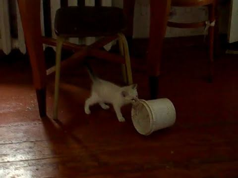 Котёнок :) Просто - милота!