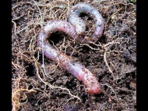 Разведение червей. Советы  для начинающих