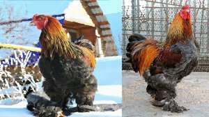 Брама куропатчатая и голубо-куропатчатая,  2018 The Brahma breed chickens