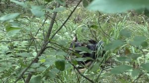 МАЛЫШ СЫЩИК! НАХОДИТ БЕЛЫЕ ГРИБЫ! Замечательный поход в лес по грибы!