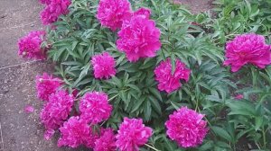 FLOWERS 🌺🌺🌺 Big peonomagic flowers 🌸 🌸 🌸 пиономагия удивительные цветы пионов 3