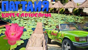 Паттайя. Ресторан на Озере с Лотосами. Итальянская кухня в Белла Италия. Наша Любимая Пицца?