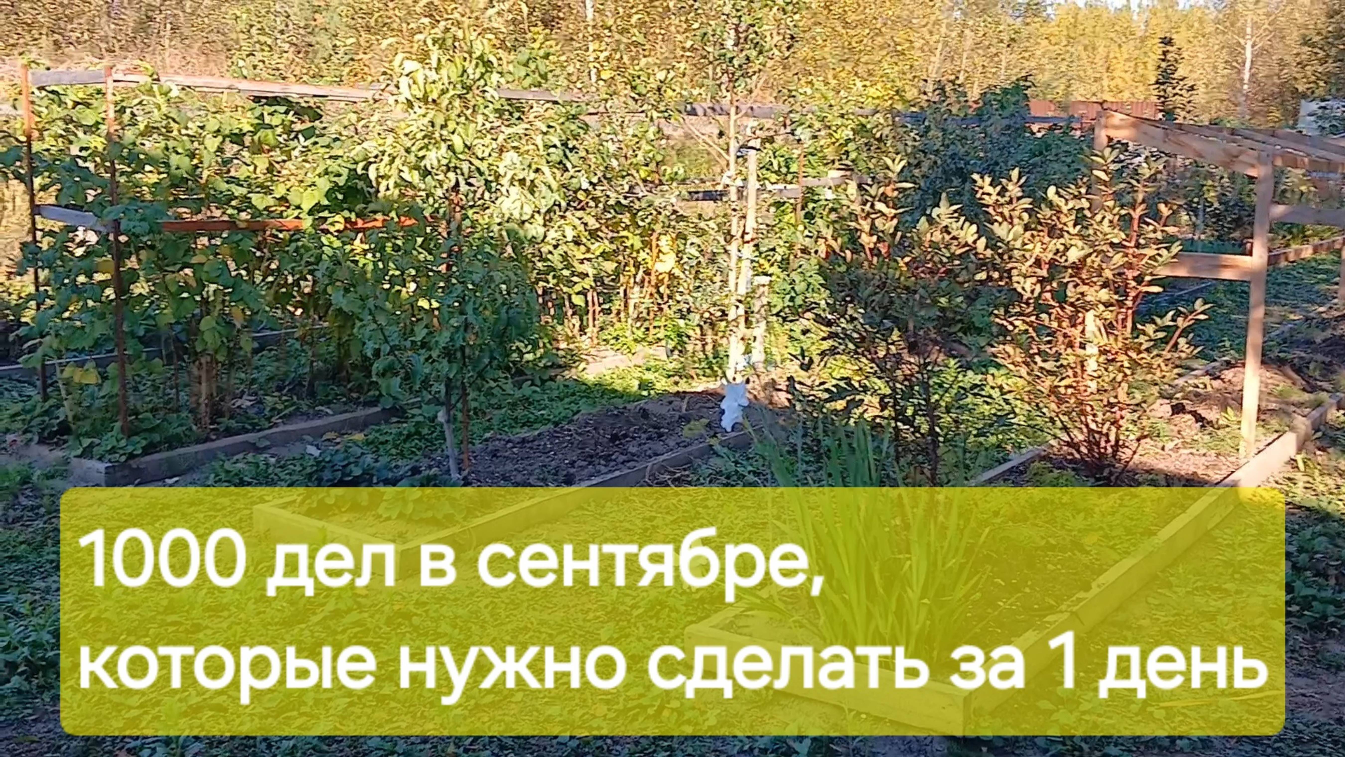 Десятки срочных дел перед первыми заморозками. Нужно успеть сделать все и даже больше