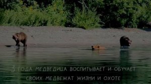 Путешествие по Камчатке: край медведей, вулканов и гейзеров.