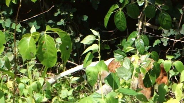 Proboscis Monkeys near the beach @ Bako Park, Borneo