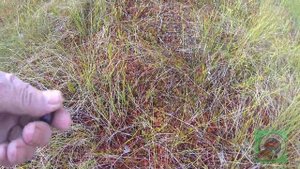 Поездка На вездеходе Белый Лис За Клюквой После Дождей. Подвисли на бревнах. Неожиданная встреча