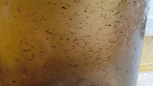 дафния, коретра и комары