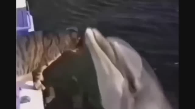 Попробуй не засмеяться, удивительно смешные кошечки и собачки, часть 16