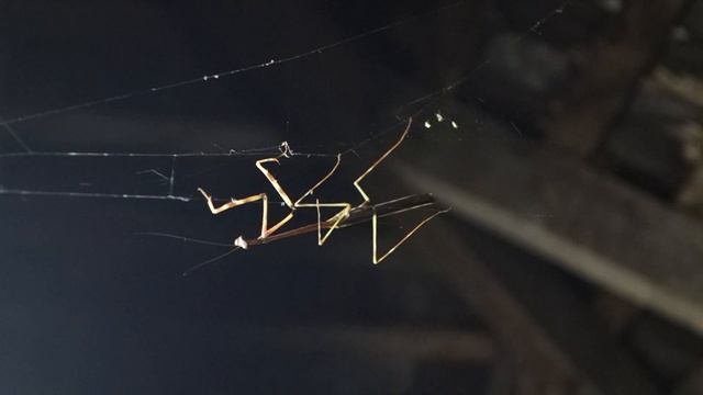 Stick insect caught in Spider web @ Damai, Borneo