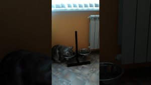 Ларс на водопое