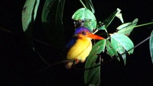 Kingfisher at night @ Kinabatangan, Borneo 1080 gQvIAHdD270