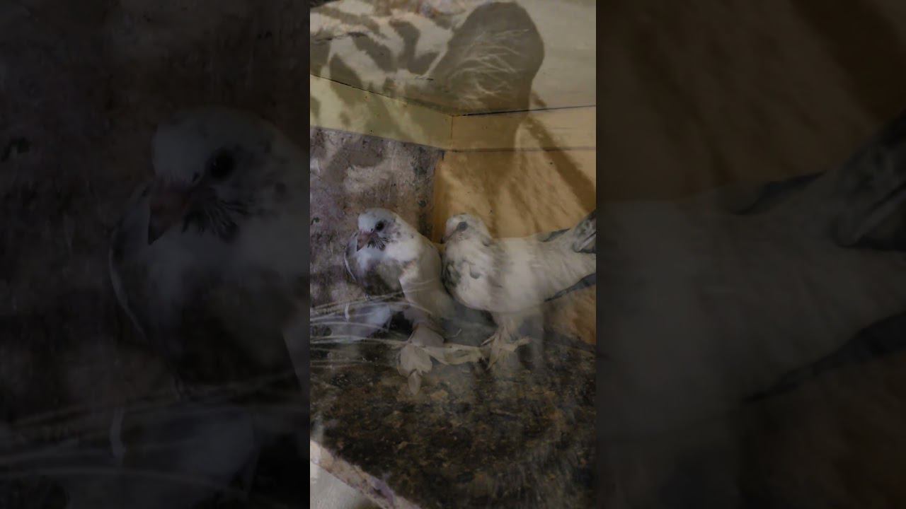 ПАЛАНГ #голуби #kabootar #игровые #kabutar #pigeon смотреть онлайн