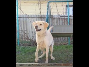 отдай мою игрушку