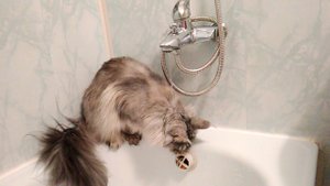 Жара    Жара