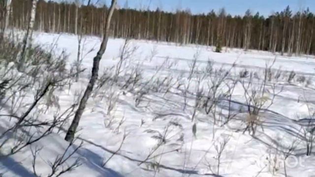 Ищу Малаевское болото. В народе его называли Комариха. #путешествиезасилой #выходные #обучениевпути