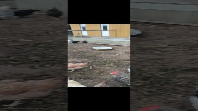 Покормил кур 🐔 собрал яйца 🥚 Как узнать домашние яйца на рынке и не только? 🤔