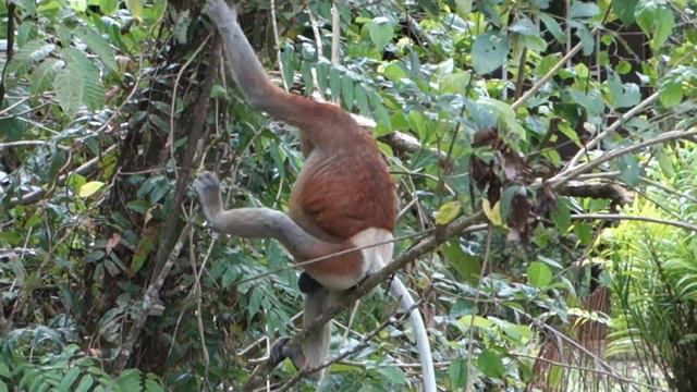 Proboscis Monkey at the camp @ Bako Park, Borneo