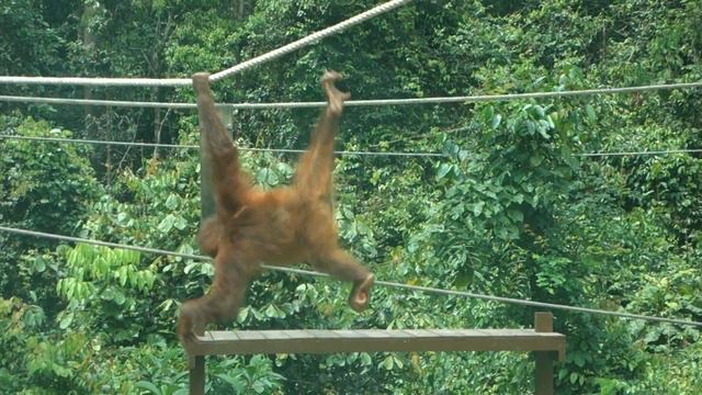Orangutan nursery (2) @ Sepilok, Borneo