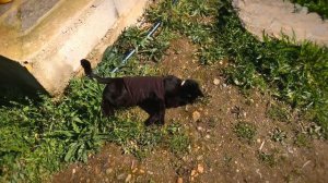 Starting our OFF-GRID build! Renovating an abandoned farm