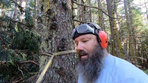 Cutting down trees with a chainsaw on the Alaska homestead and some chainsaw tips