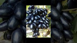 ВИНОГРАД ВЕЛИКА