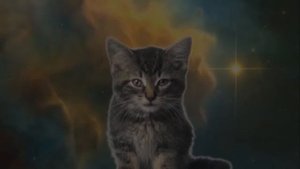 Космический дуэт ТАЛАНТЛИВЫЕ КОТЯТА