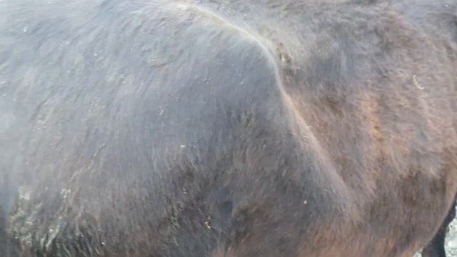 Самарканд Вилояти Пастдаргом Тумани Жума Мол Бозори Нархлари Она Бола Сигирлар Тез Куринг 29 04 202